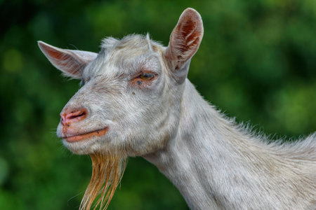 portrait of a goat on the field close-upの写真素材