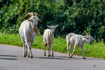 a herd of goats is walking along the roadの写真素材