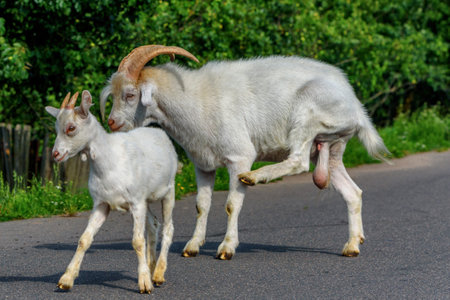 goat with a kid on a walkの写真素材