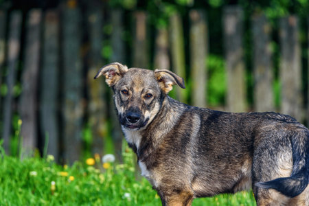 portrait of a village dogの写真素材