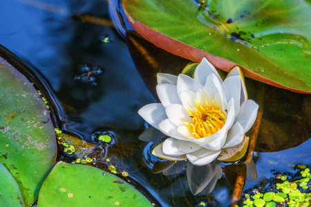 water lily among duckweedの写真素材