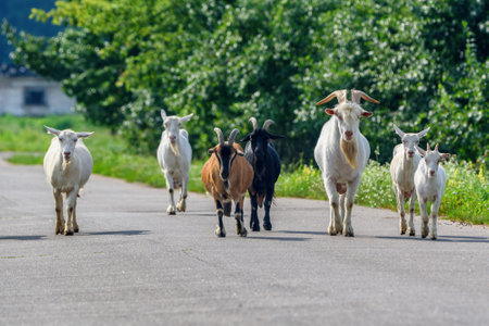 a herd of goats is walking along the roadの写真素材