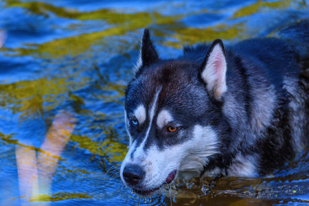 husky floats on waterの写真素材