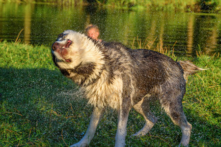 Husky shakes the dropsの写真素材