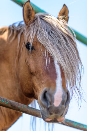 Portrait of a horse in a stall close-up on a summer ranch.の写真素材