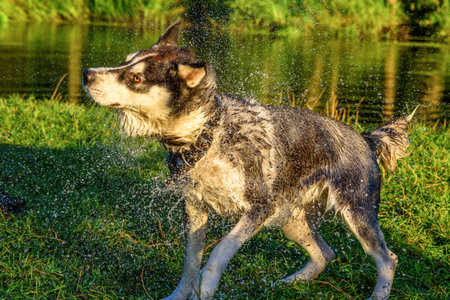 Husky shakes the dropsの写真素材