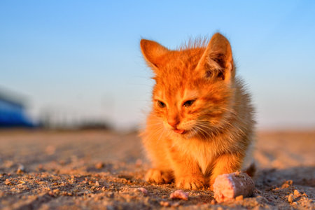 Orange kitten on the ground at sunset. Shallow depth of field.の写真素材