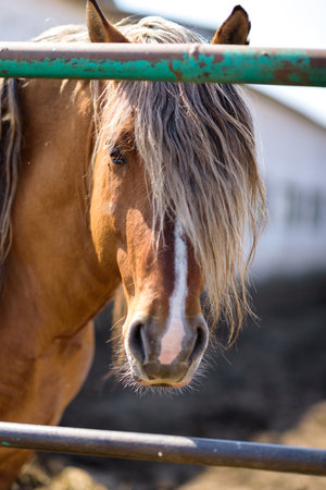 Portrait of a horse close-up on a summer ranch.の写真素材