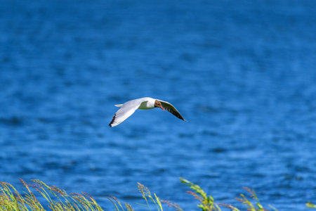 a gull flying over a lake