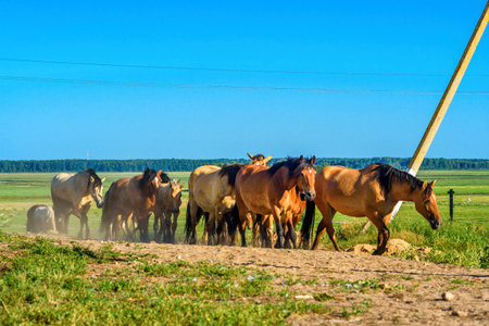herd of horses on the fieldの写真素材