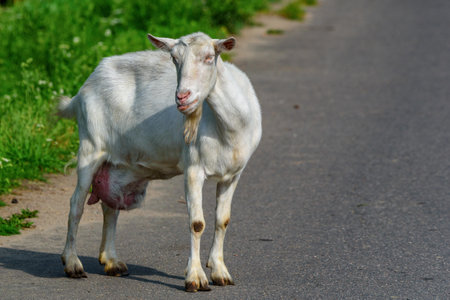 portrait of a village goatの写真素材