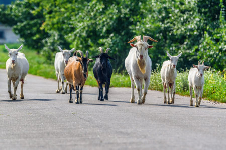 a herd of goats is walking along the roadの写真素材