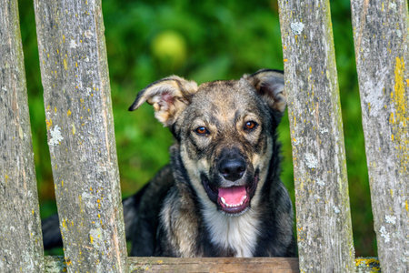 portrait of a village dogの写真素材