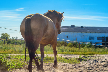 the horse is standing on the farmの写真素材