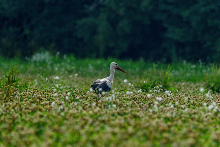 the stork walks the grass fieldの写真素材