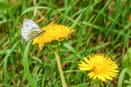 beautiful butterfly in the color of a thistleの写真素材