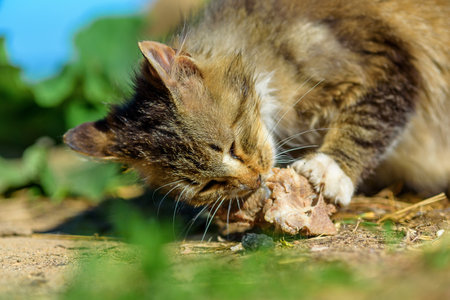 homeless cat eats boneの写真素材