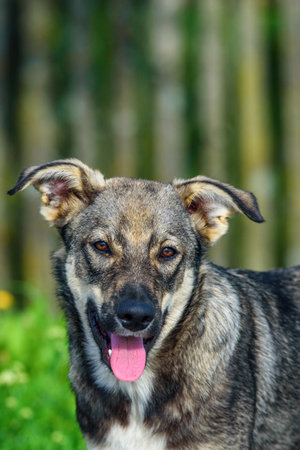portrait of a village dogの写真素材