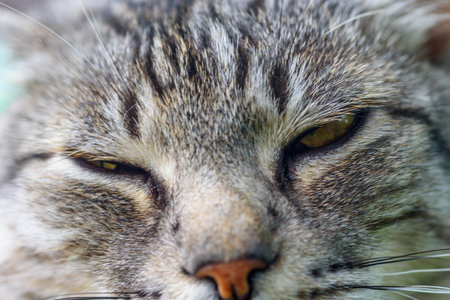 close-up portrait of a gray catの写真素材