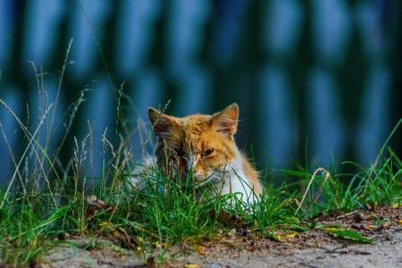 portrait stray cat in the grassの写真素材
