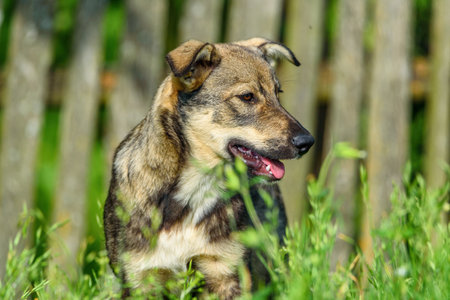 portrait of a village dogの写真素材