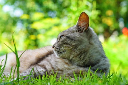 portrait of a gray cat on a green grass close-upの写真素材