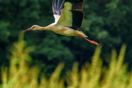 Stork flying against the forestの写真素材