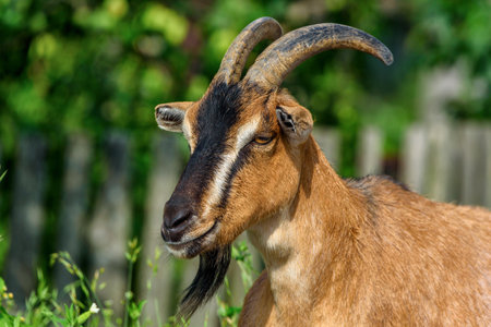 portrait of ginger goatsの写真素材