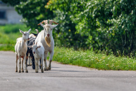 a herd of goats is walking along the roadの写真素材