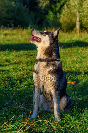 portrait of a husky with colorful eyesの写真素材