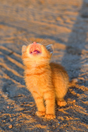 Cute little kitten playing on the ground in the evening light.の写真素材