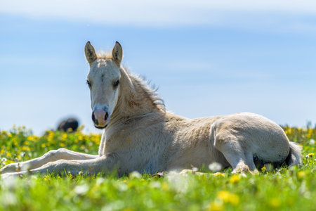 The young thoroughbred foal lies on the field of dandelions.の写真素材