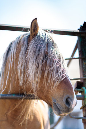Portrait of a horse in a stall close-up on a summer ranch.の写真素材