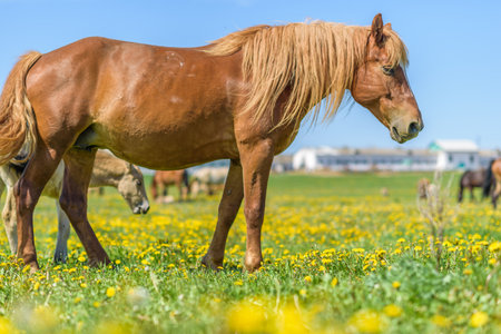 Lonely horse grazing in a park meadow.の写真素材
