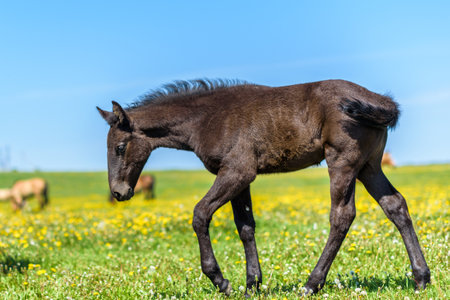 A lone horse grazes in a field of dandelions.の写真素材