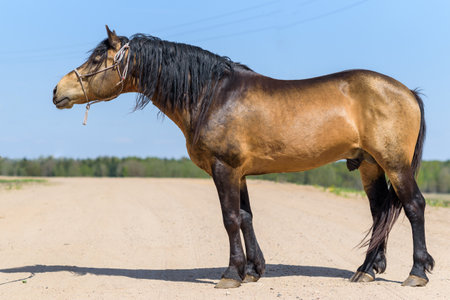 Portrait of a horse against the sky, in the summer on a sunny day.の写真素材