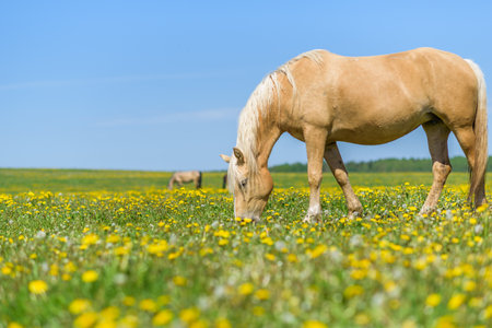 A lone horse grazes in a field of dandelions.の写真素材