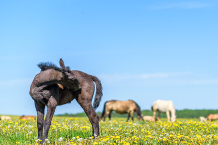 Young foal frolics on the field.の写真素材