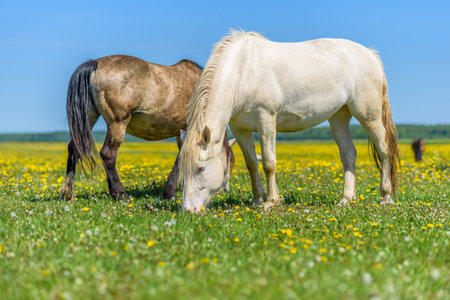 A pair of horses grazing in the meadow.の写真素材