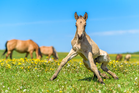 Young foal frolics on the field.の写真素材