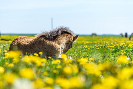 Young thoroughbred foal resting on a field of dandelions.の写真素材