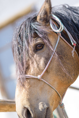 Portrait of a horse close up. Photographed in the open air.