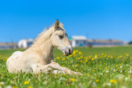 The young thoroughbred foal lies on the field of dandelions.の写真素材