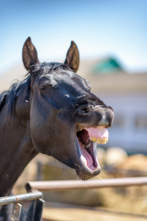 The horse laughs with his mouth wide open.の写真素材