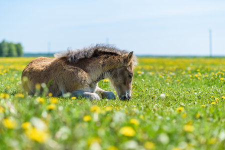 Young foal resting on a field of dandelions.の写真素材