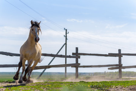 Horse galloping.の写真素材