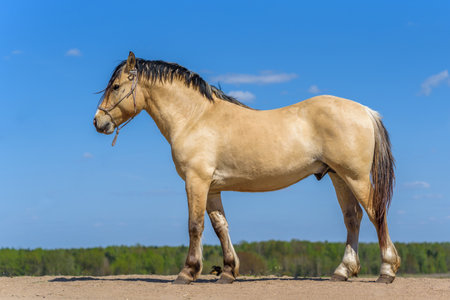 Portrait of a horse, in the summer on a sunny day.の写真素材