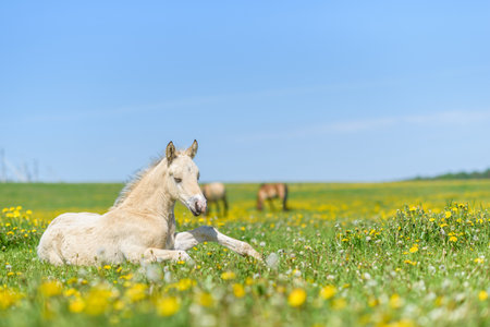 The young thoroughbred foal lies on the field of dandelions.の写真素材
