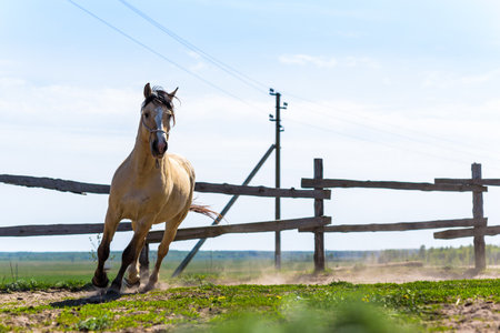 Horse in the paddock on the ranch galloping.の写真素材