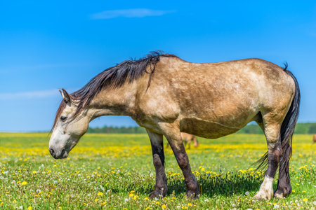A lone horse grazes in a field of dandelions.の写真素材